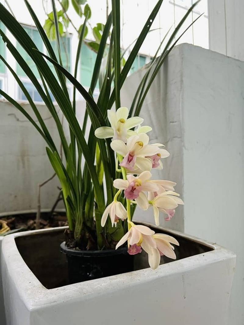 MC Diễm Quỳnh hiếm hoi khoe chồng U60, đang sống hạnh phúc trong căn nhà rực sắc hoa-21