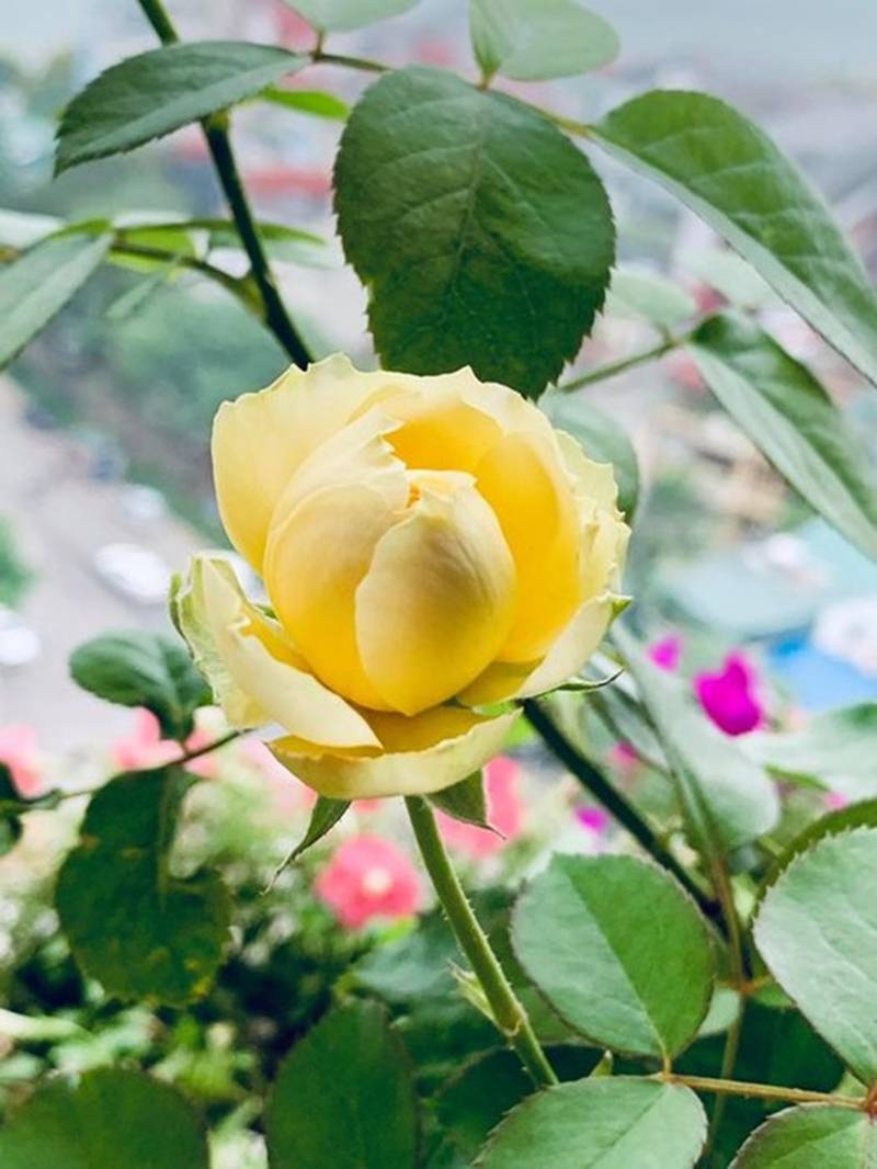 MC Diễm Quỳnh hiếm hoi khoe chồng U60, đang sống hạnh phúc trong căn nhà rực sắc hoa-22