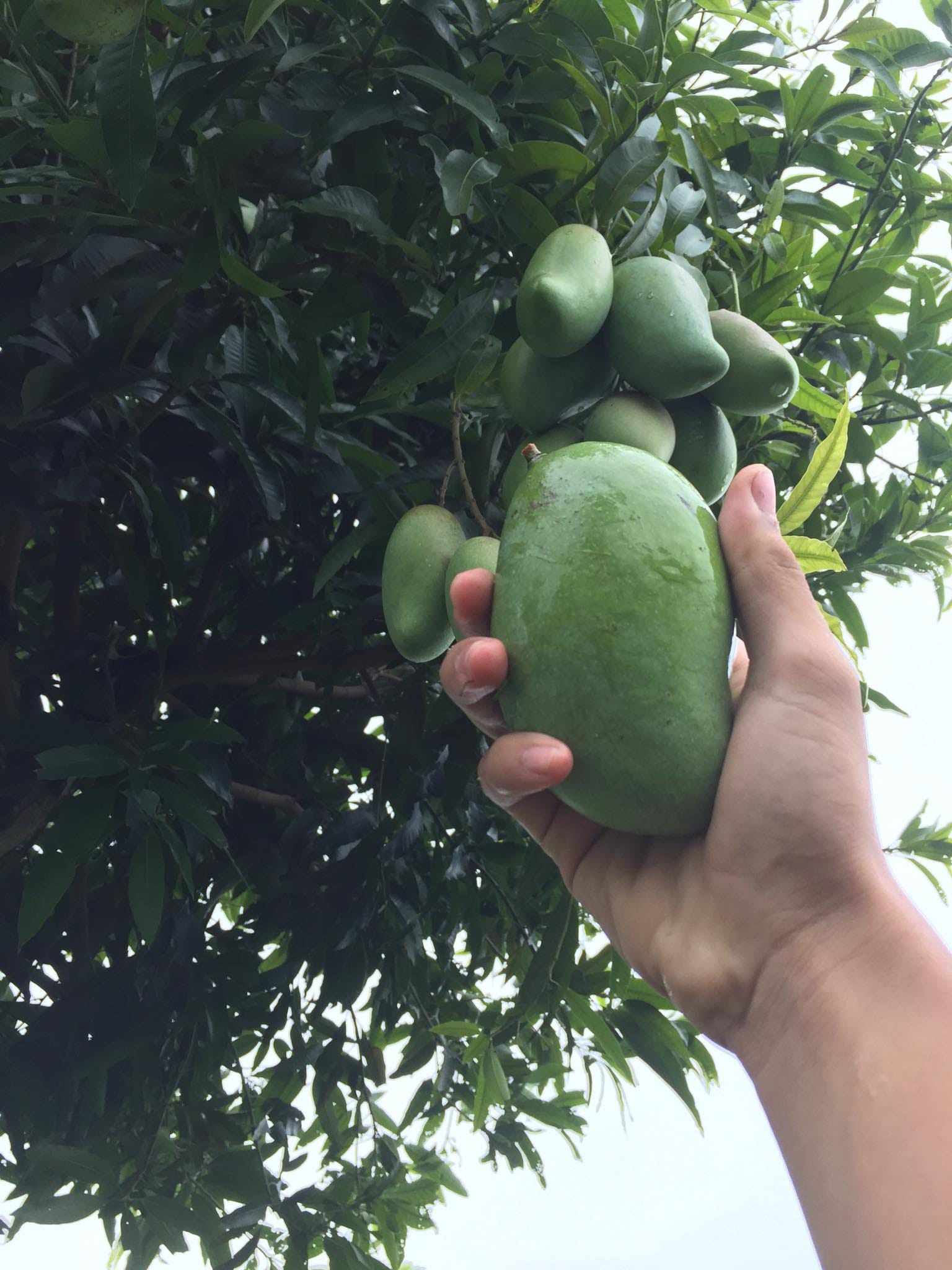 Sau bão Yagi, xoài non rụng đầy gốc, dân thu về cả tạ vừa bán vừa cho-1