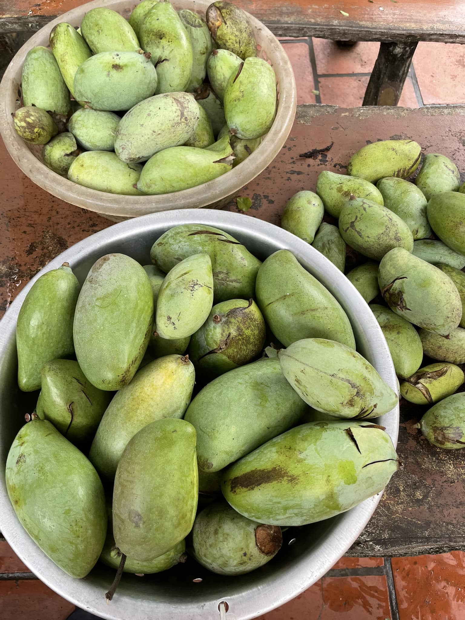 Sau bão Yagi, xoài non rụng đầy gốc, dân thu về cả tạ vừa bán vừa cho-3