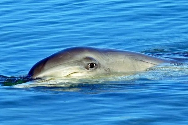 Gần 1 triệu lượt xem clip ngư dân Bạc Liêu giải cứu đàn cá heo bị mắc cạn-3