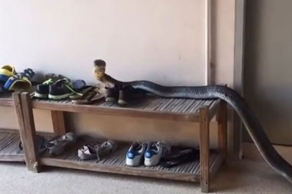 Cô gái sốc nặng khi bắt gặp cảnh tượng đáng sợ trong nhà-1