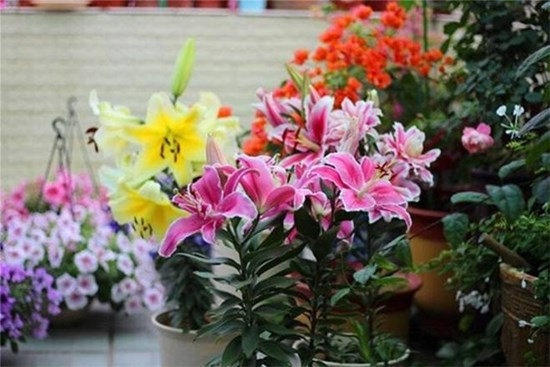 Mùa thu trồng chậu cây này ở ban công, hoa sẽ nở to, thơm ngào ngạt
