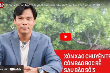 Trồng cây còn bao rễ bị phát hiện sau bão số 3, ai chịu trách nhiệm?