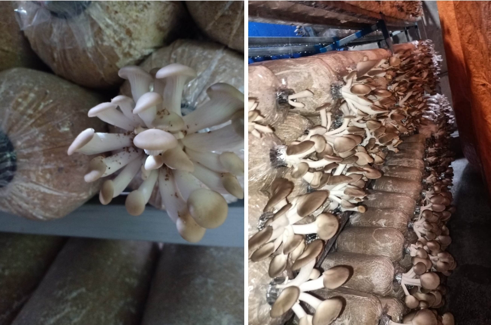 Cô gái 9x bỏ phố về quê nhằm giảm áp lực tài chính lại tìm thấy hạnh phúc trong tâm hồn-3