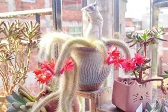 Loài cây được ví như yêu tinh trong truyền thuyết mang lại may mắn cho gia chủ