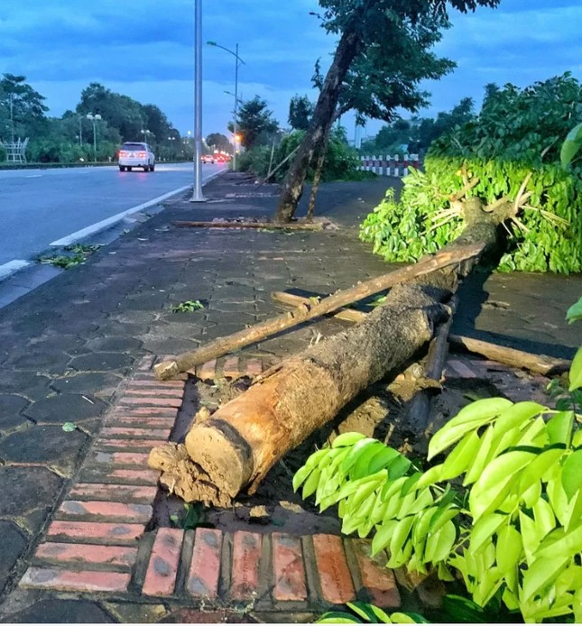 Thấy gì từ hàng chục nghìn cây xanh gãy đổ, cổ thụ bật gốc ở Hà Nội?-2