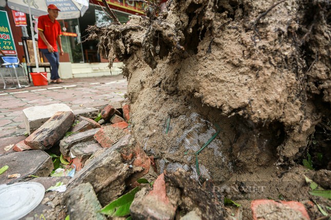 Thấy gì từ hàng chục nghìn cây xanh gãy đổ, cổ thụ bật gốc ở Hà Nội?-3