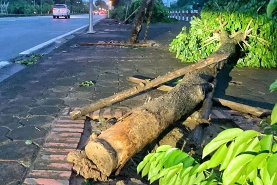 Thấy gì từ hàng chục nghìn cây xanh gãy đổ, cổ thụ bật gốc ở Hà Nội?