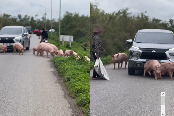 Clip tài xế ô tô cán qua đàn lợn chạy lũ ở Hà Nội gây bức xúc-1