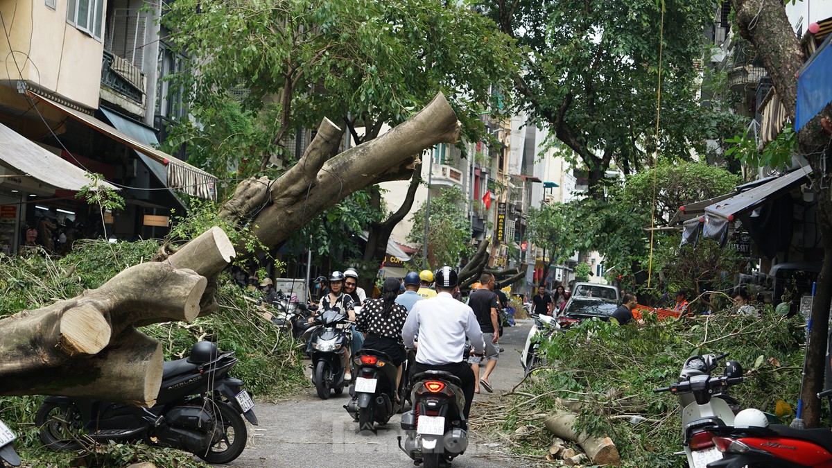 Khắc phục tình trạng cây xanh đổ ngổn ngang trên đường phố Hà Nội-10