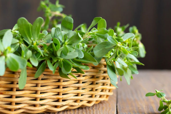 Lựu, trà, hạt điều chứa thần dược chống gan nhiễm mỡ-2