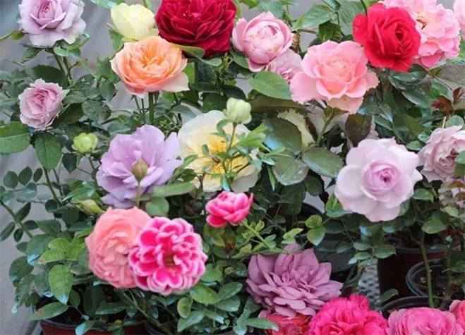 5 loại cây được mệnh danh không bao giờ chết, cắm cành vào đất là mọc rễ, nở hoa-1