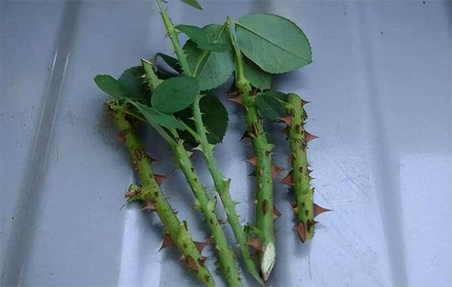 5 loại cây được mệnh danh không bao giờ chết, cắm cành vào đất là mọc rễ, nở hoa-2