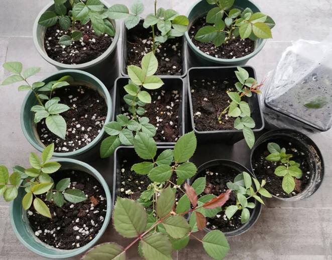 5 loại cây được mệnh danh không bao giờ chết, cắm cành vào đất là mọc rễ, nở hoa-3