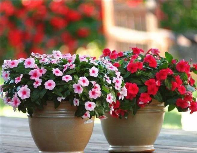 5 loại cây được mệnh danh không bao giờ chết, cắm cành vào đất là mọc rễ, nở hoa-4