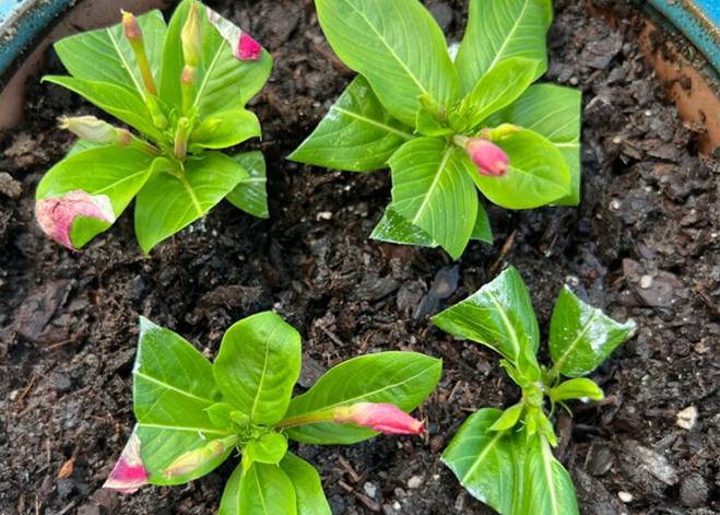 5 loại cây được mệnh danh không bao giờ chết, cắm cành vào đất là mọc rễ, nở hoa-5