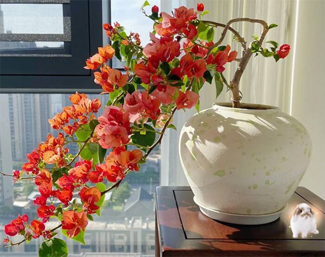 5 loại cây được mệnh danh không bao giờ chết, cắm cành vào đất là mọc rễ, nở hoa-6