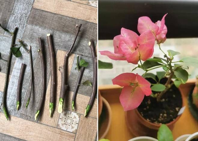 5 loại cây được mệnh danh không bao giờ chết, cắm cành vào đất là mọc rễ, nở hoa-7