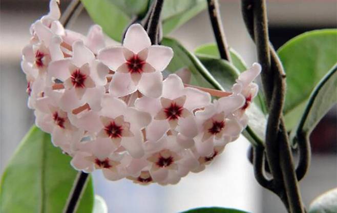 5 loại cây được mệnh danh không bao giờ chết, cắm cành vào đất là mọc rễ, nở hoa-8