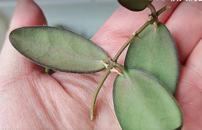 5 loại cây được mệnh danh không bao giờ chết, cắm cành vào đất là mọc rễ, nở hoa-9