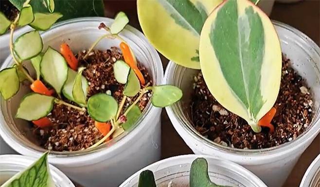 5 loại cây được mệnh danh không bao giờ chết, cắm cành vào đất là mọc rễ, nở hoa-10