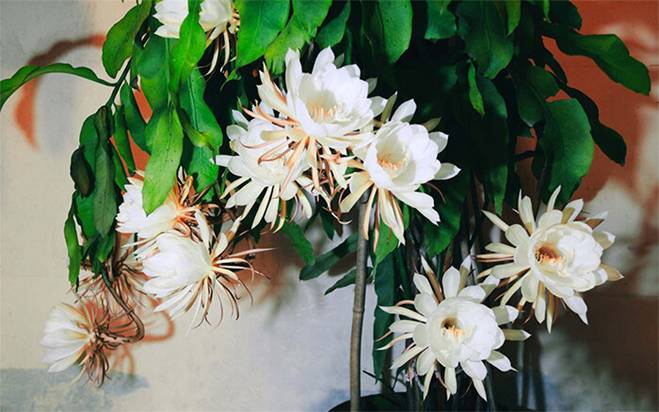 5 loại cây được mệnh danh không bao giờ chết, cắm cành vào đất là mọc rễ, nở hoa-11