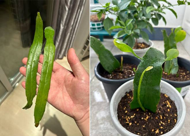 5 loại cây được mệnh danh không bao giờ chết, cắm cành vào đất là mọc rễ, nở hoa-12