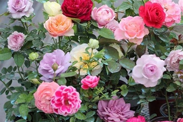 Cô gái bỏ việc lương cao ở TPHCM tới Đà Lạt làm nhà vườn xanh mát, nên thơ-12