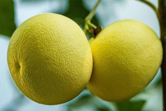 Ý nghĩa những loại quả bày trên mâm cỗ Trung thu-2