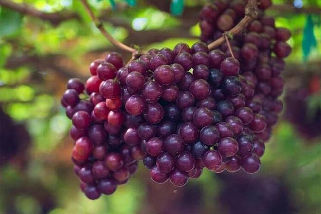 Ý nghĩa những loại quả bày trên mâm cỗ Trung thu-8