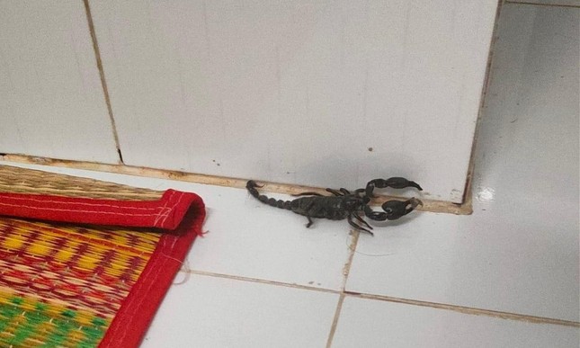 Rắn, côn trùng lạ vào nhà sau mưa lũ, phải xử lý thế nào?-3