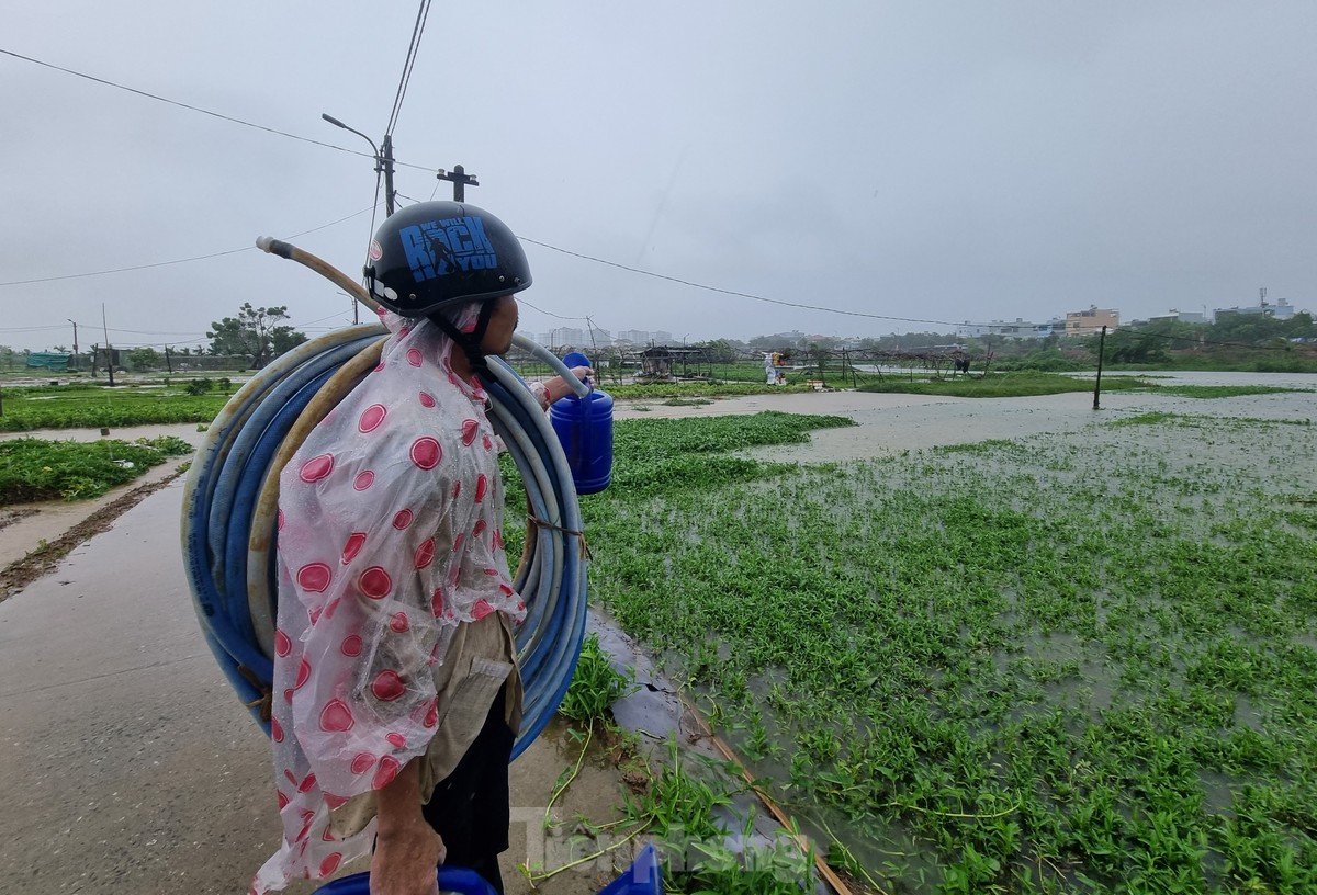 Nước bủa vây vùng rau lớn nhất Đà Nẵng sau mưa kéo dài, bà con không kịp trở tay-6