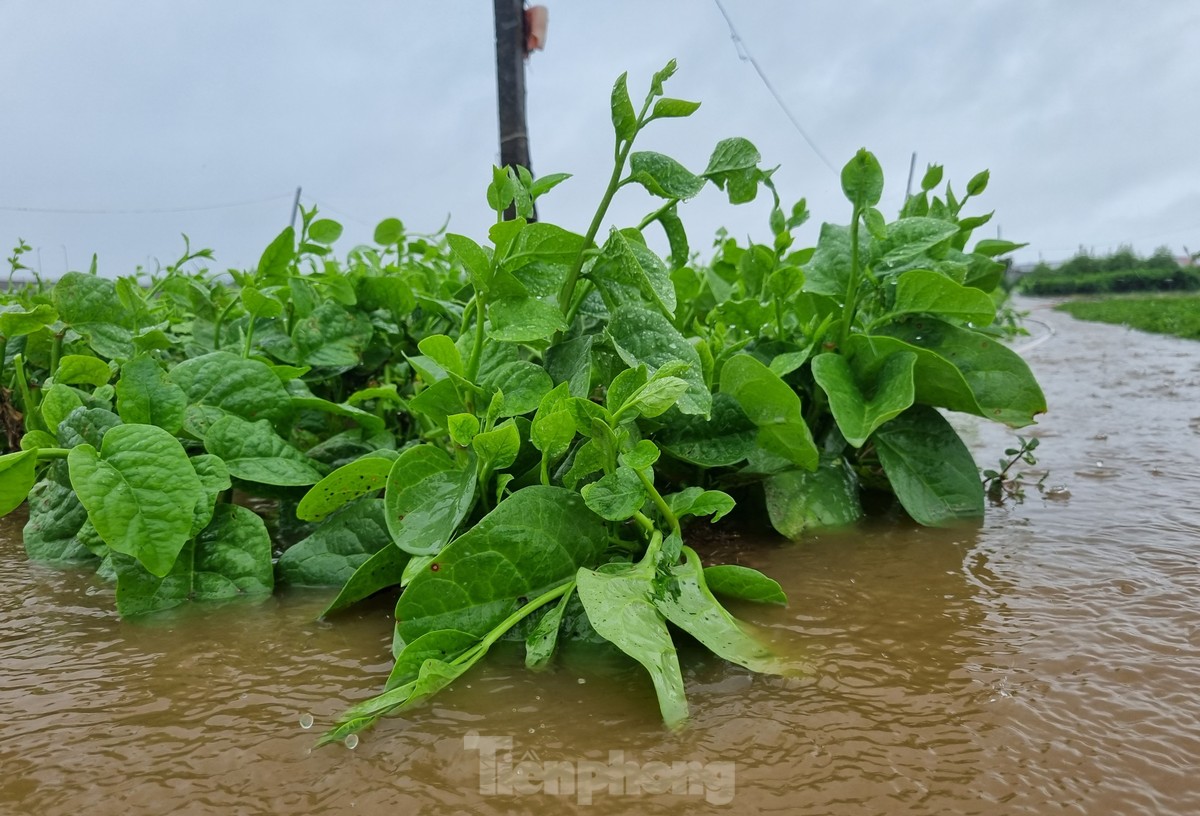 Nước bủa vây vùng rau lớn nhất Đà Nẵng sau mưa kéo dài, bà con không kịp trở tay-7