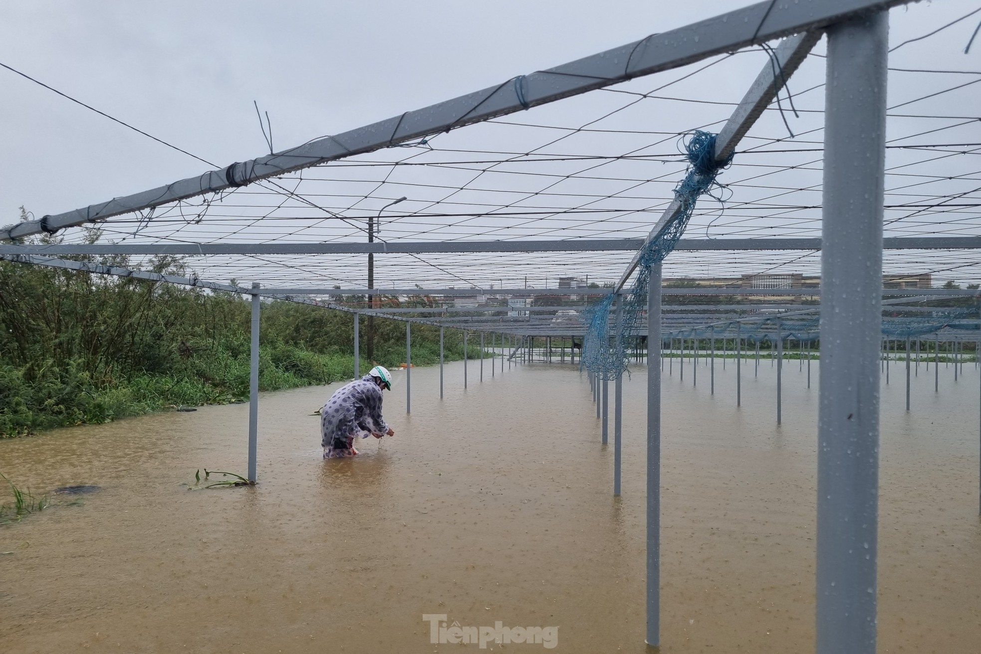 Nước bủa vây vùng rau lớn nhất Đà Nẵng sau mưa kéo dài, bà con không kịp trở tay-9