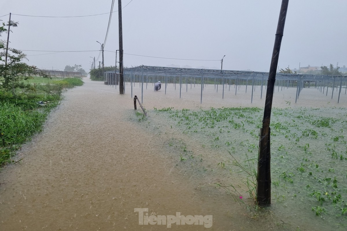 Nước bủa vây vùng rau lớn nhất Đà Nẵng sau mưa kéo dài, bà con không kịp trở tay-1