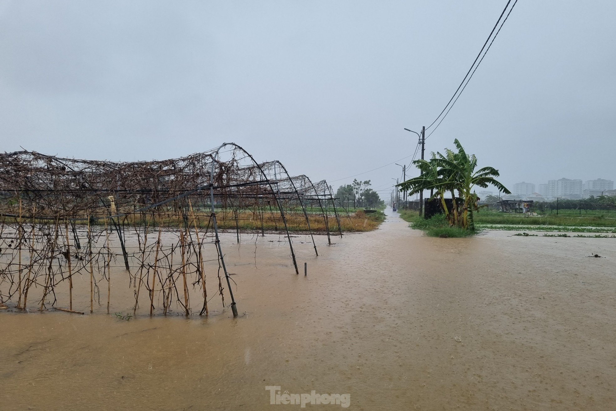 Nước bủa vây vùng rau lớn nhất Đà Nẵng sau mưa kéo dài, bà con không kịp trở tay-5