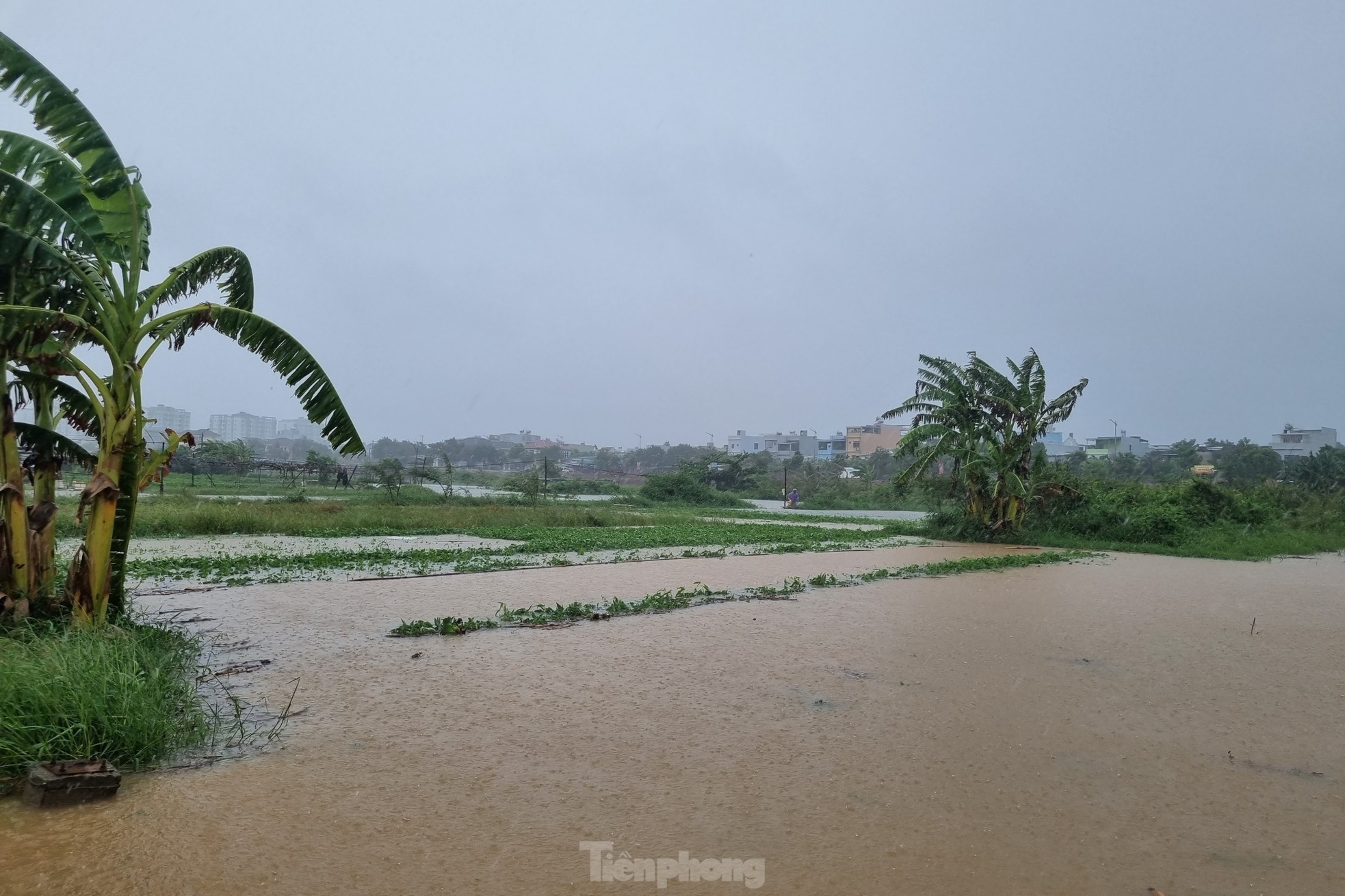 Nước bủa vây vùng rau lớn nhất Đà Nẵng sau mưa kéo dài, bà con không kịp trở tay-2