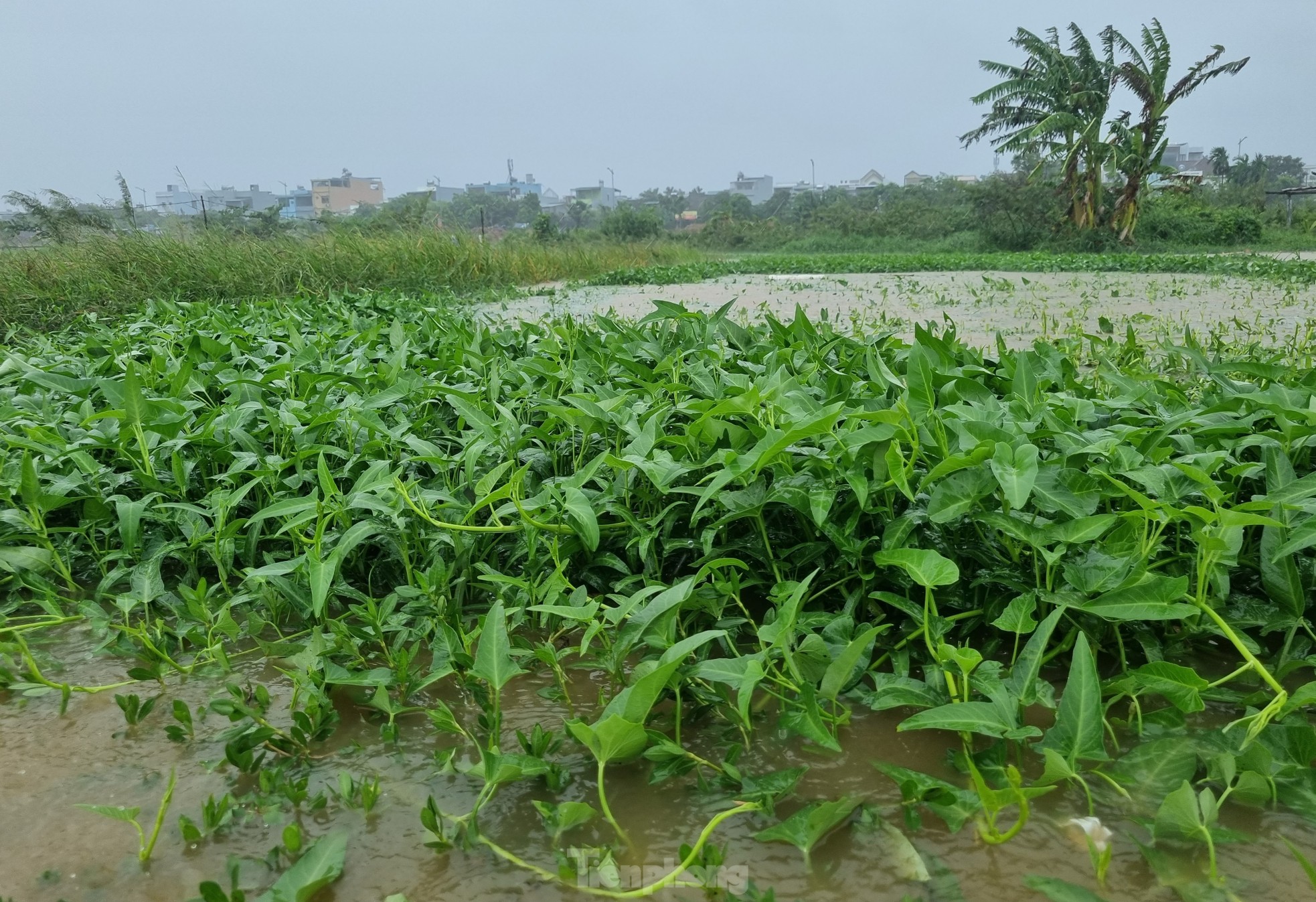 Nước bủa vây vùng rau lớn nhất Đà Nẵng sau mưa kéo dài, bà con không kịp trở tay-4