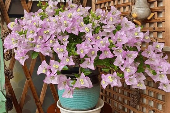 Tưới hoa giấy bằng loại nước này mỗi tháng, nụ sẽ trổ kín cành, nở hoa rực rỡ