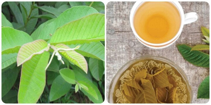 Những người nào nên hạn chế uống nước lá ổi?-1