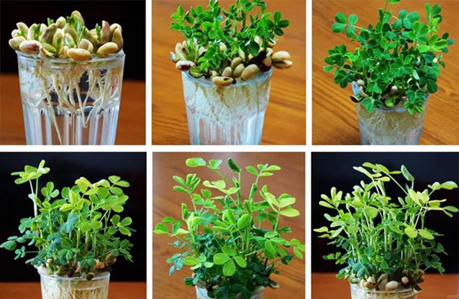 Ngâm một nắm lạc vào nước, 2 tuần sau có cây đẹp, hoa xinh trang trí nhà-1