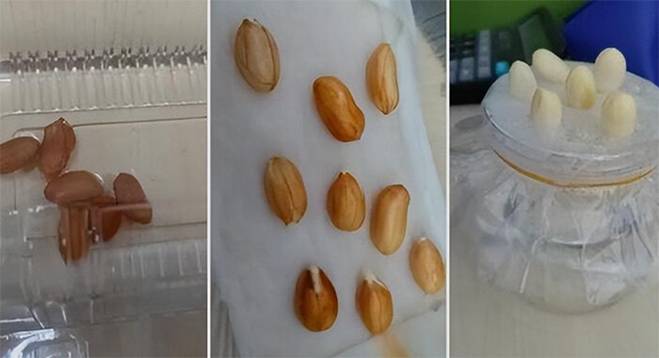 Ngâm một nắm lạc vào nước, 2 tuần sau có cây đẹp, hoa xinh trang trí nhà-3