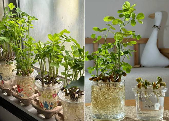 Ngâm một nắm lạc vào nước, 2 tuần sau có cây đẹp, hoa xinh trang trí nhà-4