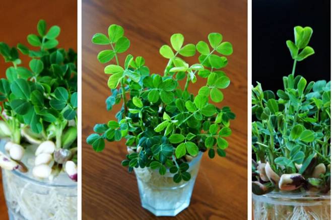Ngâm một nắm lạc vào nước, 2 tuần sau có cây đẹp, hoa xinh trang trí nhà-5