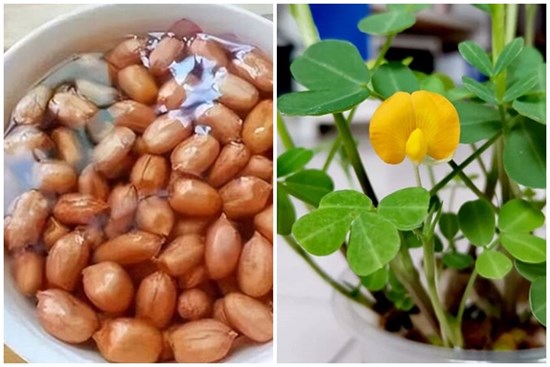 Ngâm một nắm lạc vào nước, 2 tuần sau có cây đẹp, hoa xinh trang trí nhà