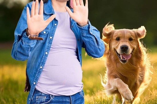 Chó thả rông dọa thai phụ mất con, chủ phải bồi thường hơn 300 triệu