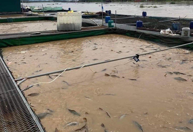 Bất lực nhìn hàng chục tấn cá trôi sông, người nuôi kêu trời” vì thiệt hại sau bão-3