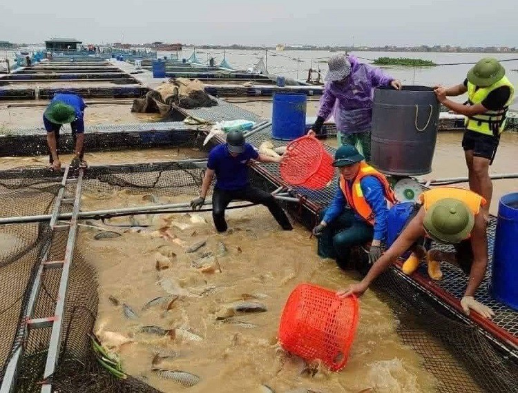 Bất lực nhìn hàng chục tấn cá trôi sông, người nuôi kêu trời” vì thiệt hại sau bão-2