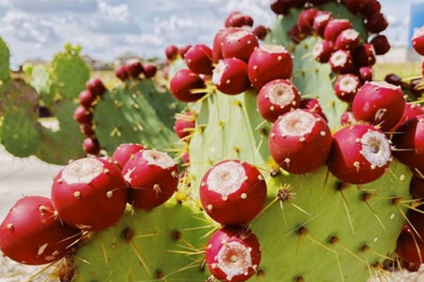 Loại cây gai góc hay bị người Việt ngó lơ, lại là thần dược thải độc gan-1